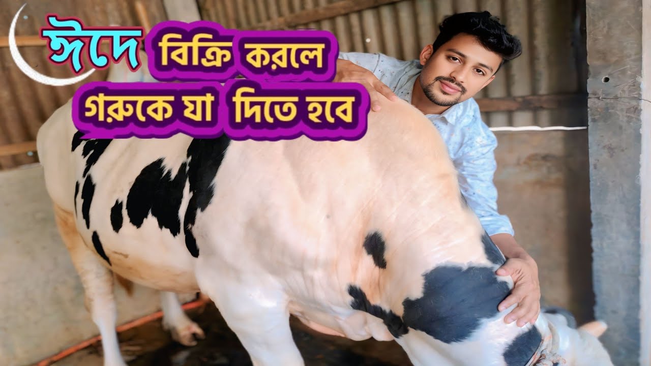 ঈদে🌙 গরু বিক্রি করলে এখন যা করতে হবে 🐄  গরুকে খাবার দেওয়ার নিয়ম ✔ ঈদের জন্য গরু মোটাতাজাকরণ ঔষধ 🐂