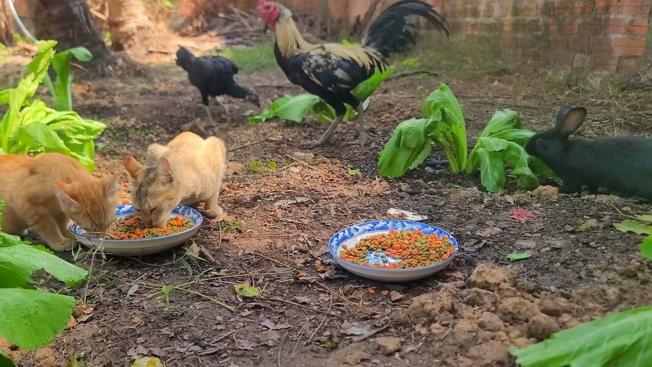 Simple Life, Pure Joy A Calm Day with Our Pets  Paw & Hoof Moments 4K60FPS