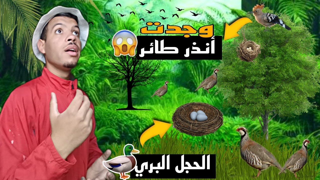 رحلة مثيرة للبحث عن بيض الحجل في البرية.. هل سأنجح ؟