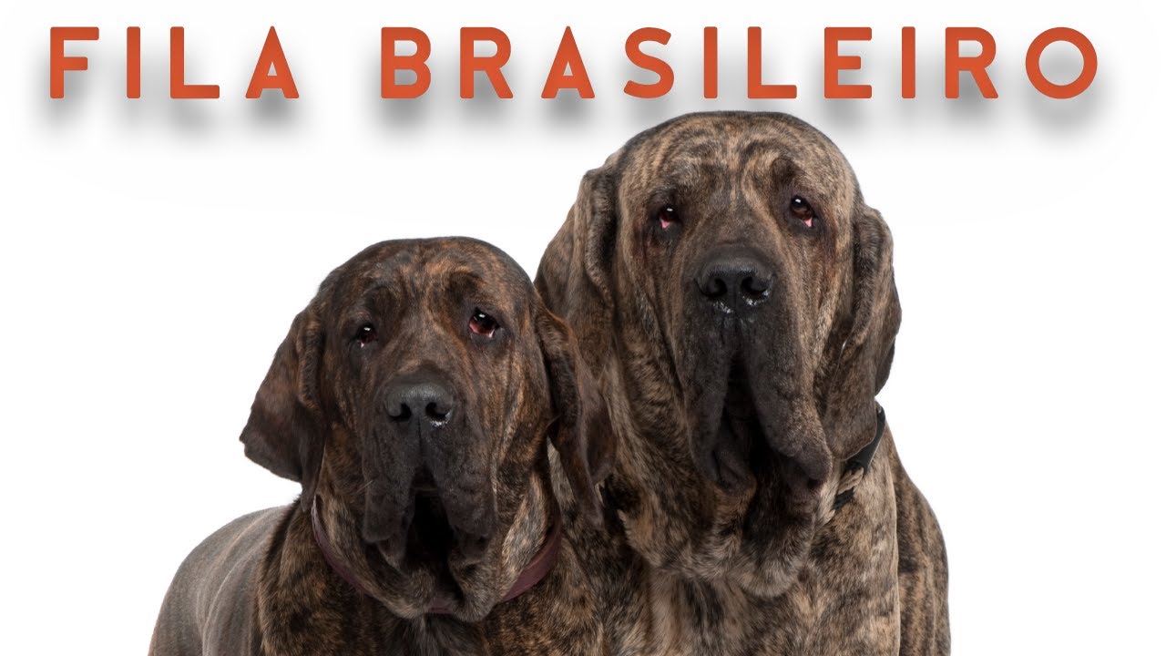 FILA BRASILEIRO  |  தமிழ் | Storyboard