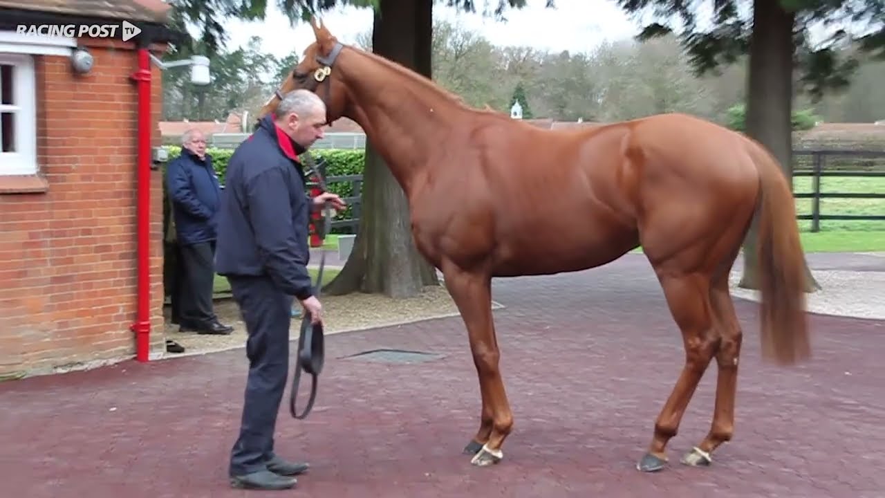 Ulysses - Cheveley Park Stud