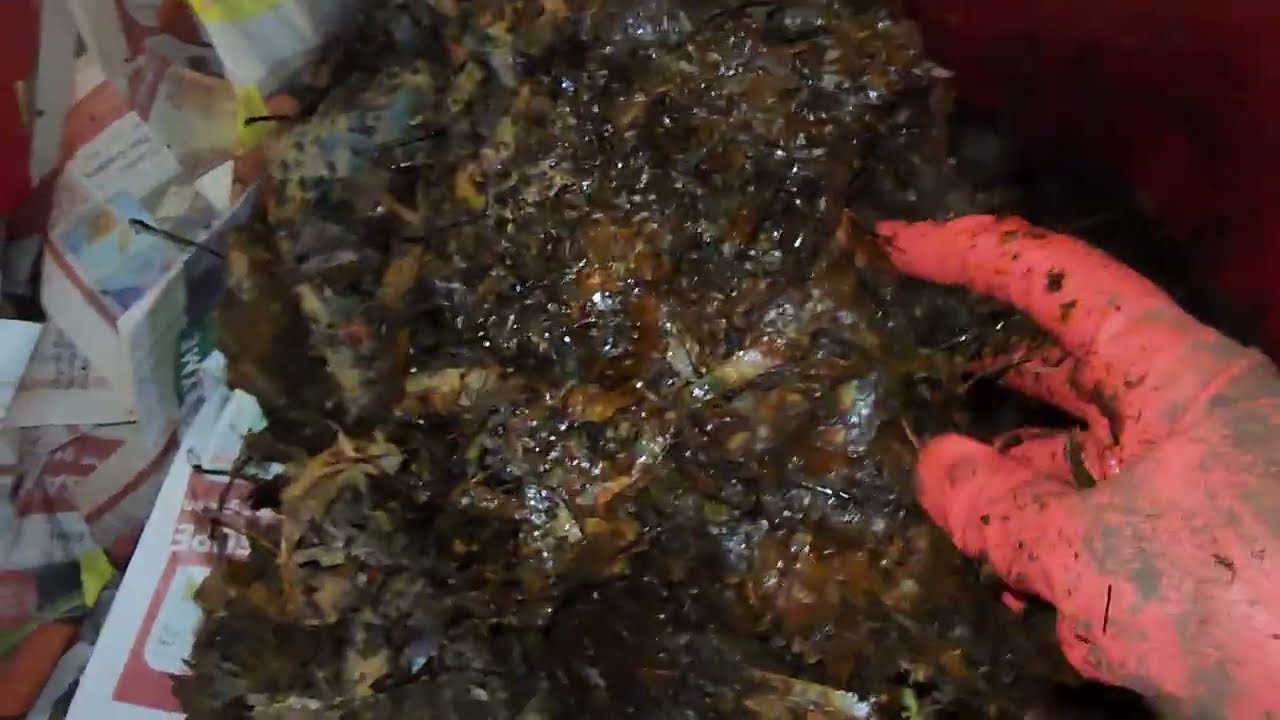 Mixed Worm Bin 4 After 14 Days 4 February 2026 #wormfarm #vermicompost