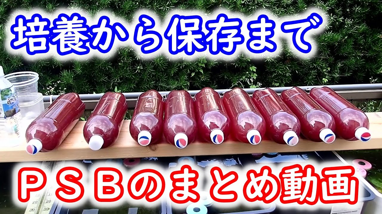 【ＰＳＢ】培養方法・使い方・保存方法まで　ＰＳＢの基本がわかるまとめ動画を作りました