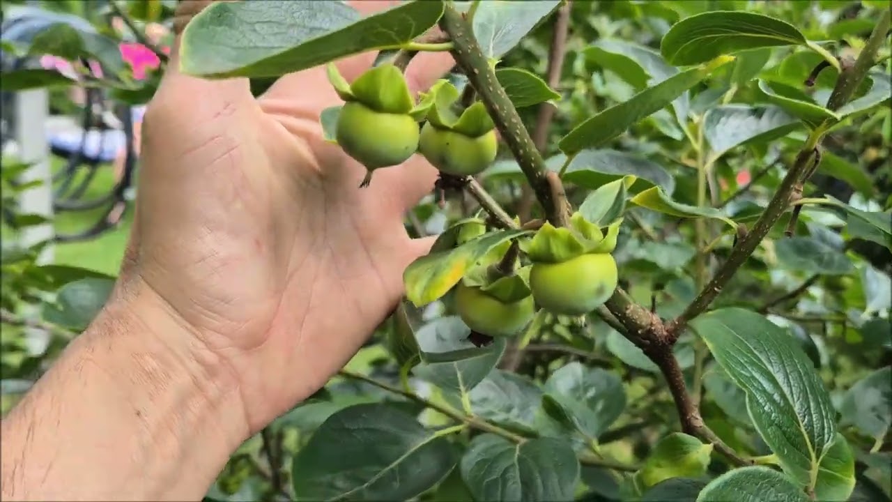 Coś się dzieje z moim Diospyros KAKI! 😱