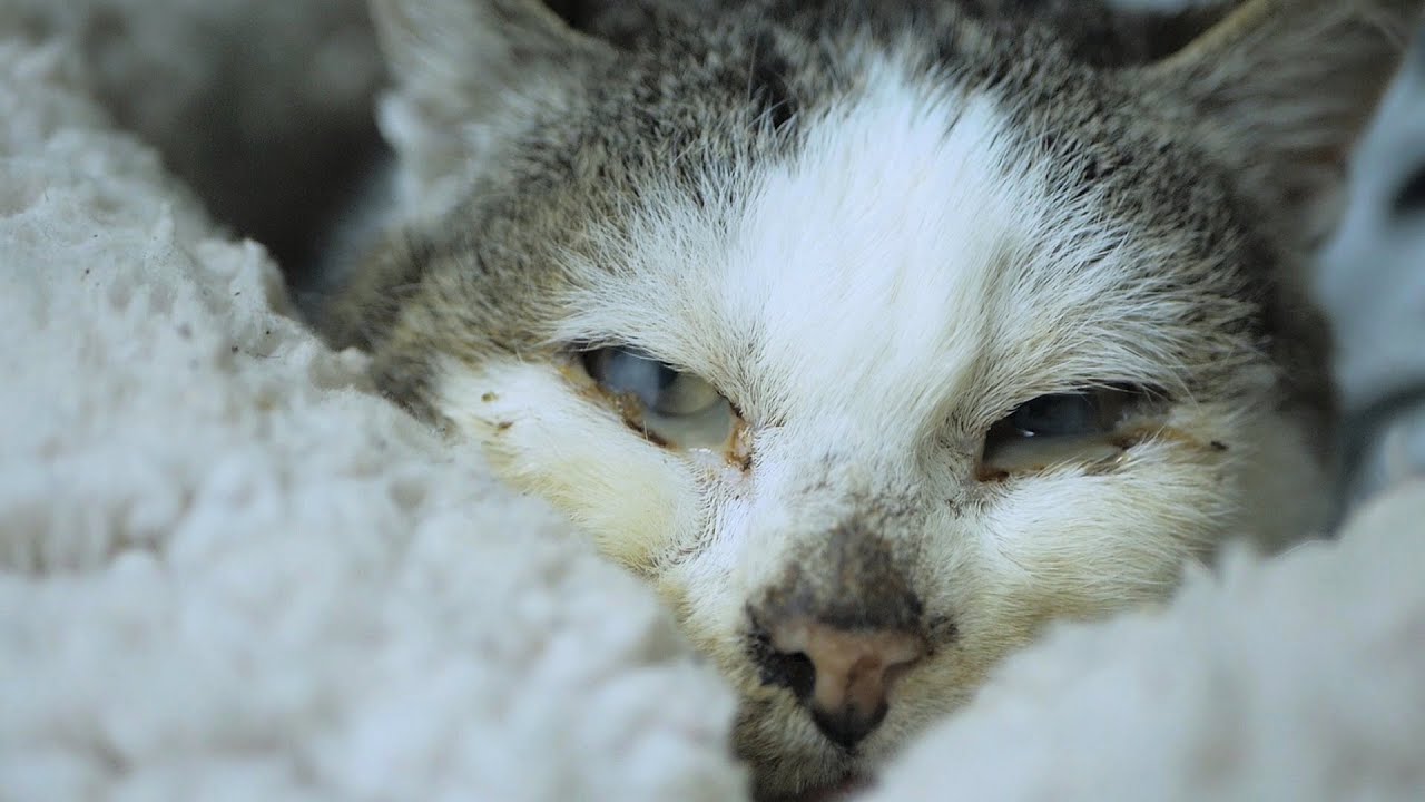 Starving Old Cat Needs a Name