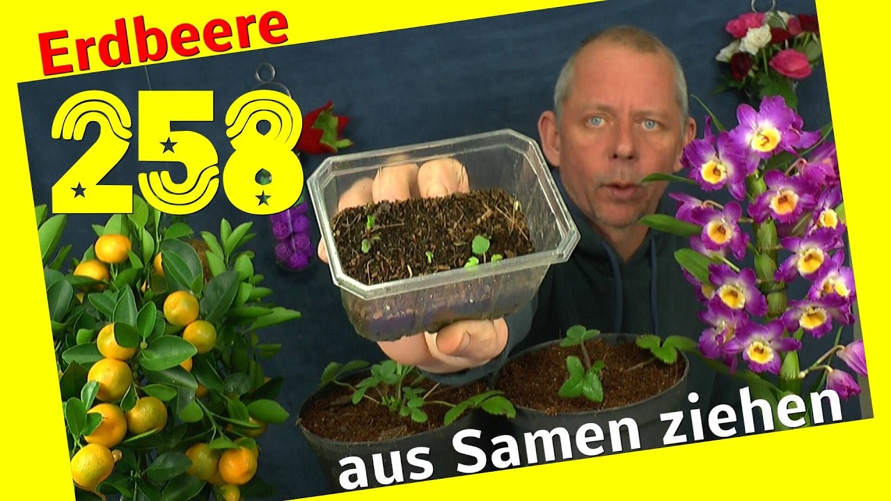 Erdbeere Rügen aus Samen selber heranziehen. Die Anzucht Doku
