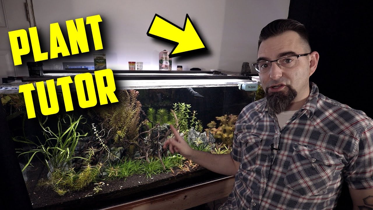 Aquarium Guide! Rotala Macrandra!