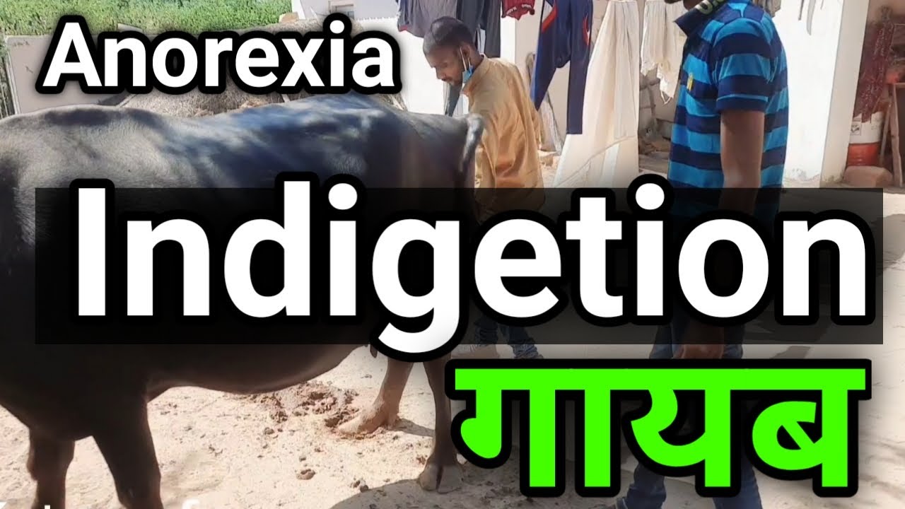anorexia indigestion in buffalo treatment भैंस खाना नहीं खाती है 100% इलाज vets club