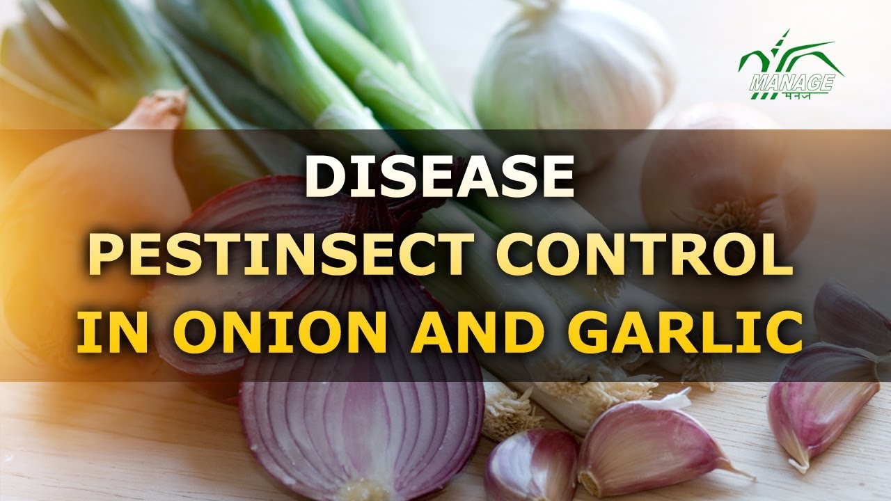Disease PestInsect Control in onion and garlic (Hindi)