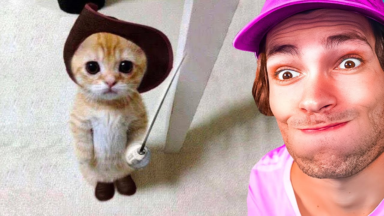 POURQUOI IL NE FAUT PAS ADOPTER DE CHAT ?