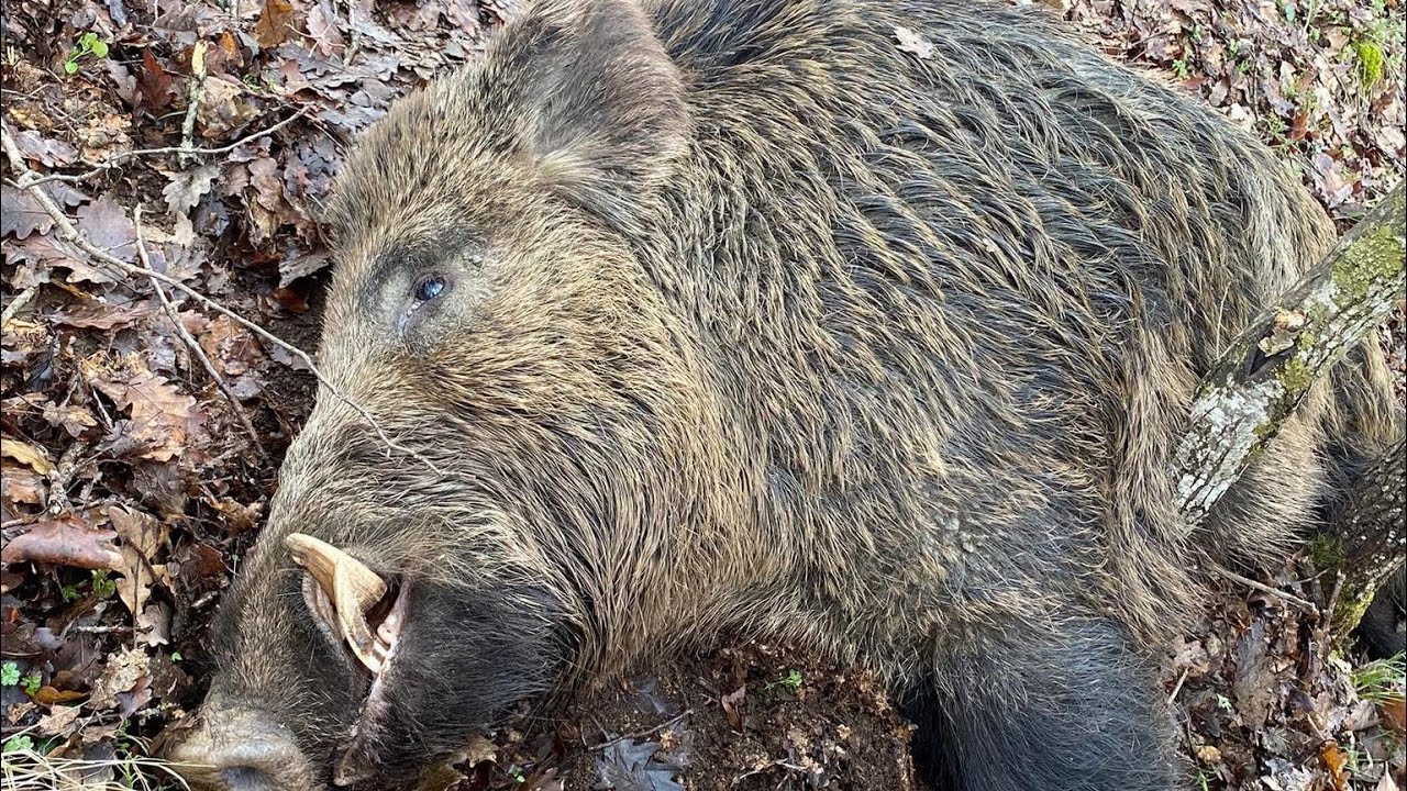 Κυνήγι αγριογούρουνου με κλαρίνα και ψητά #wild #boar #hunting 