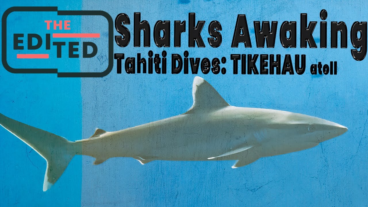 Tikehau's PREDATOR RUSH: Tiger & Silvertip Sharks! (30min Dive w/ Fish ID)