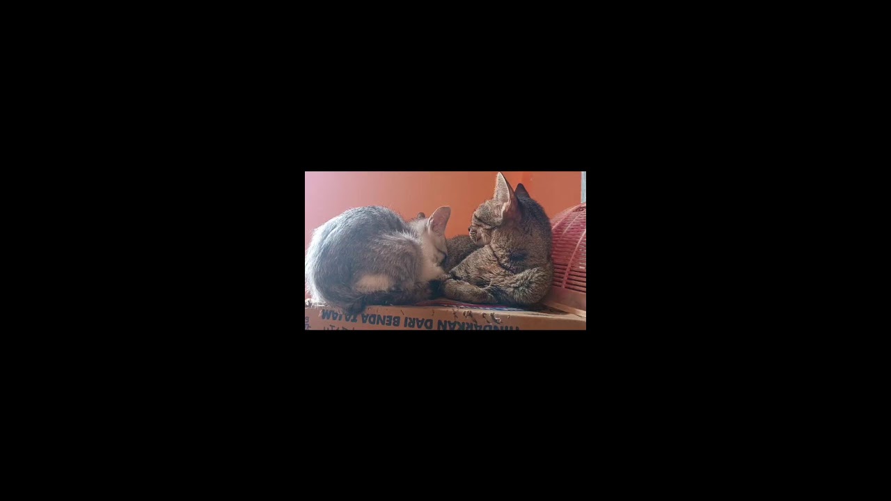 Relaxing with Cats