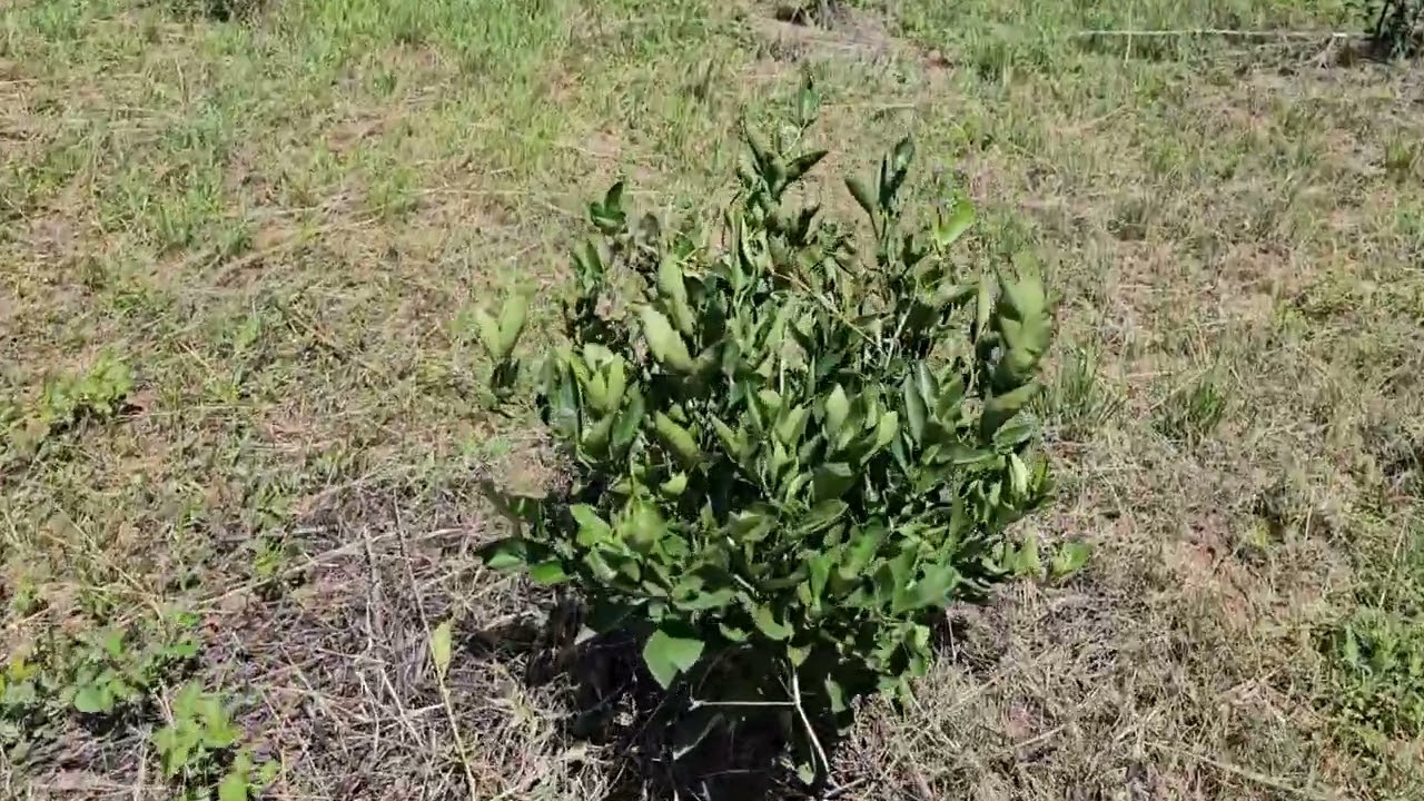 from bare land to thriving vegetation  in just 3 years