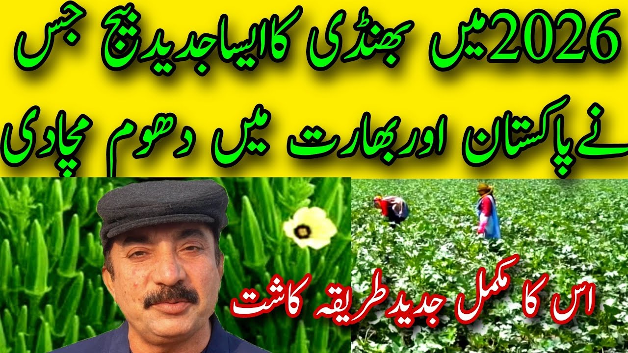2026بھنڈی کا ایساجدید بیج جس نے پاکستان اور بھارت میں دھوم مچا دی کاشت کابھی جدید طریقہ۔