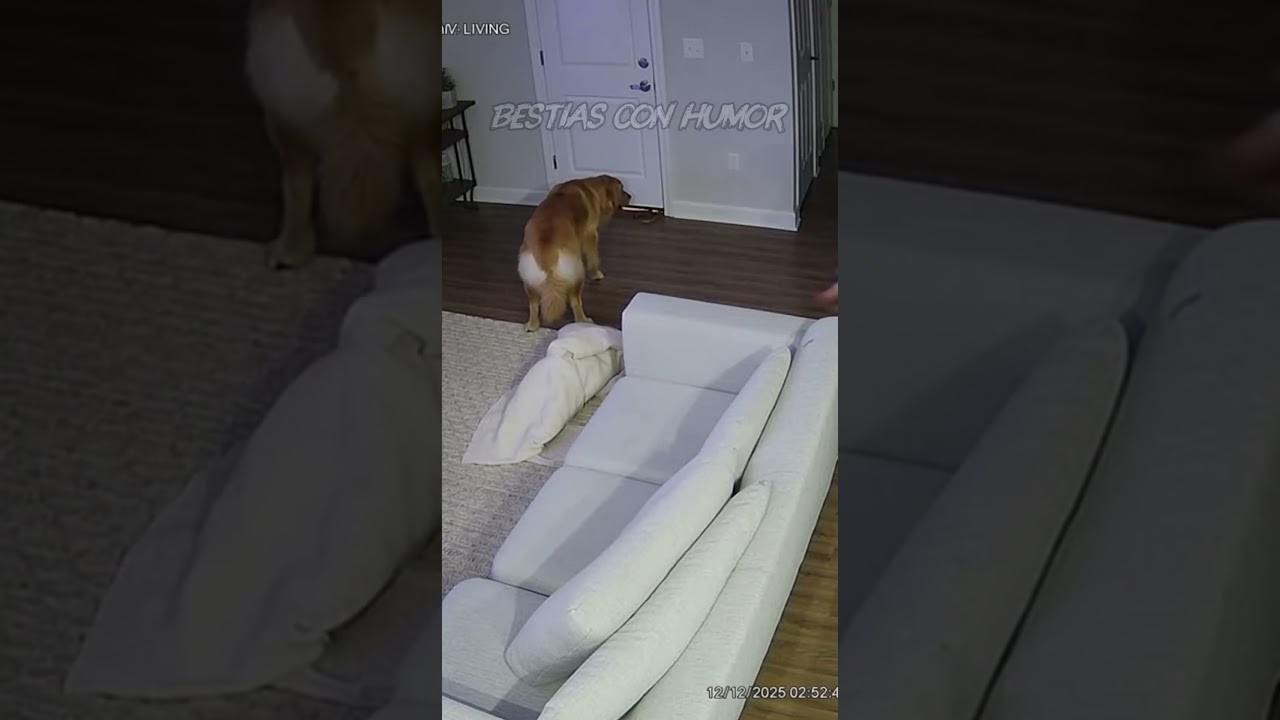 a snake came under the door and she left the dog alone  #funnyvideos #funny #laugh  #animals  #pets