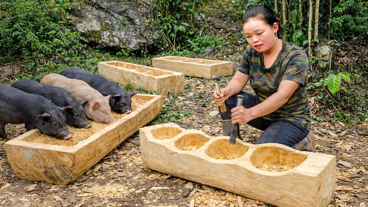 Process of Making Wooden Feed Troughs For Pigs | Harvesting Fruits to Sell | Trieu Mai Huong