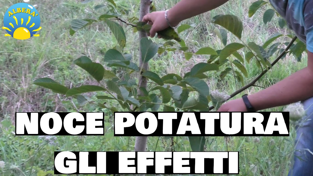 (IL NOCE, JUGLANS REGIA) EFFETTI POTATURA DI ALLEVAMENTO E VARIETA' PIU' PRODUTTIVE E PREGIATE!