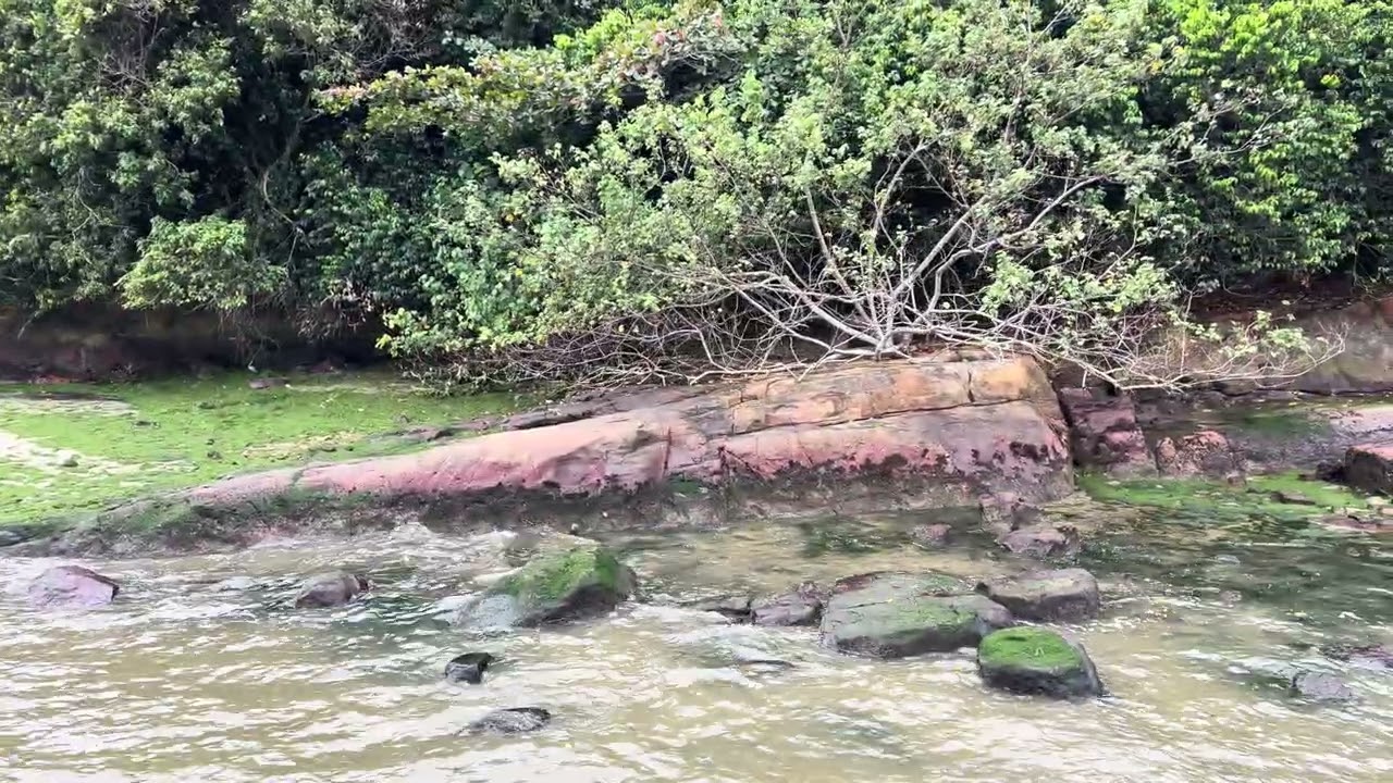 [4K] Singapore Pulau Ubin Island Chek Jawa