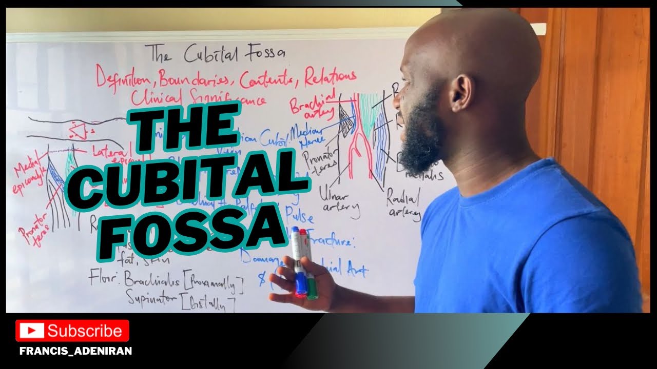 Cubital Fossa Anatomy - Boundaries, Contents, and Clinical Anatomy