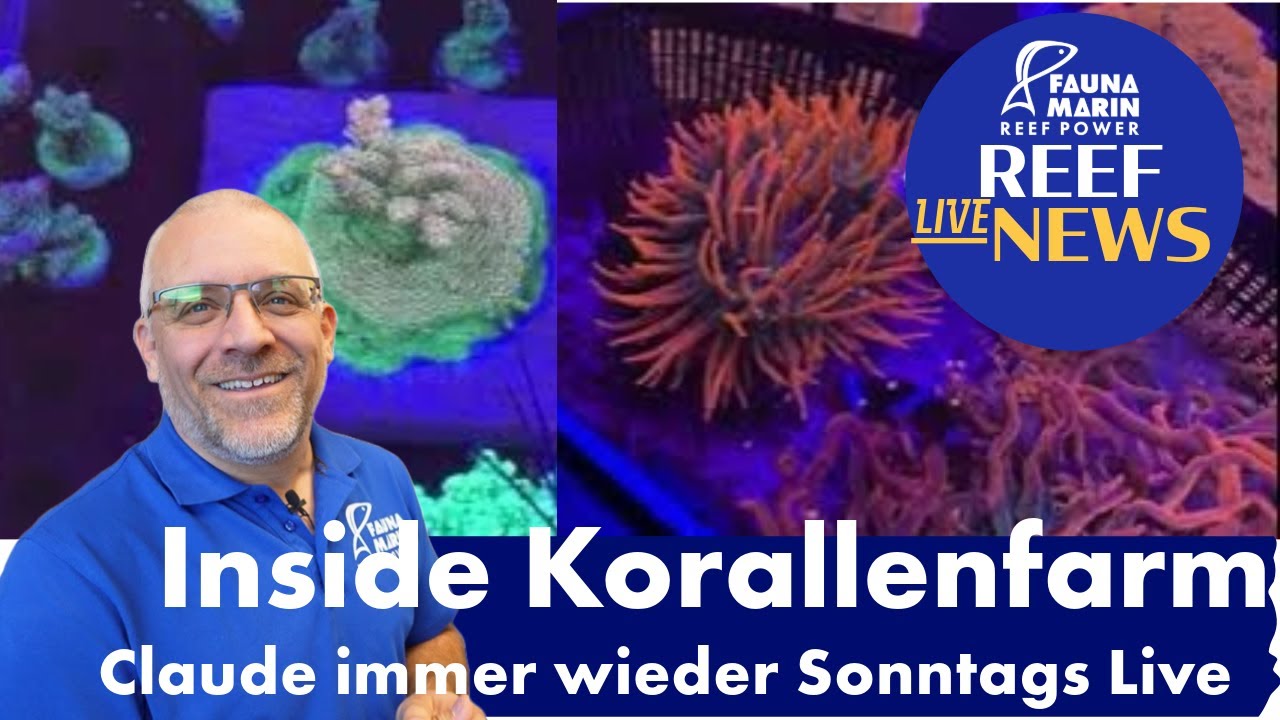 Reef News Live: Claude aus der Korallenfarm