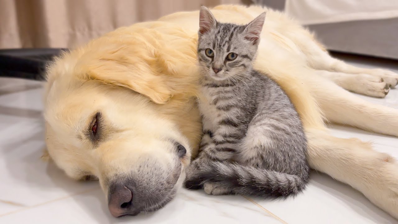 Golden Retriever and Kitten are Inseparable Friends