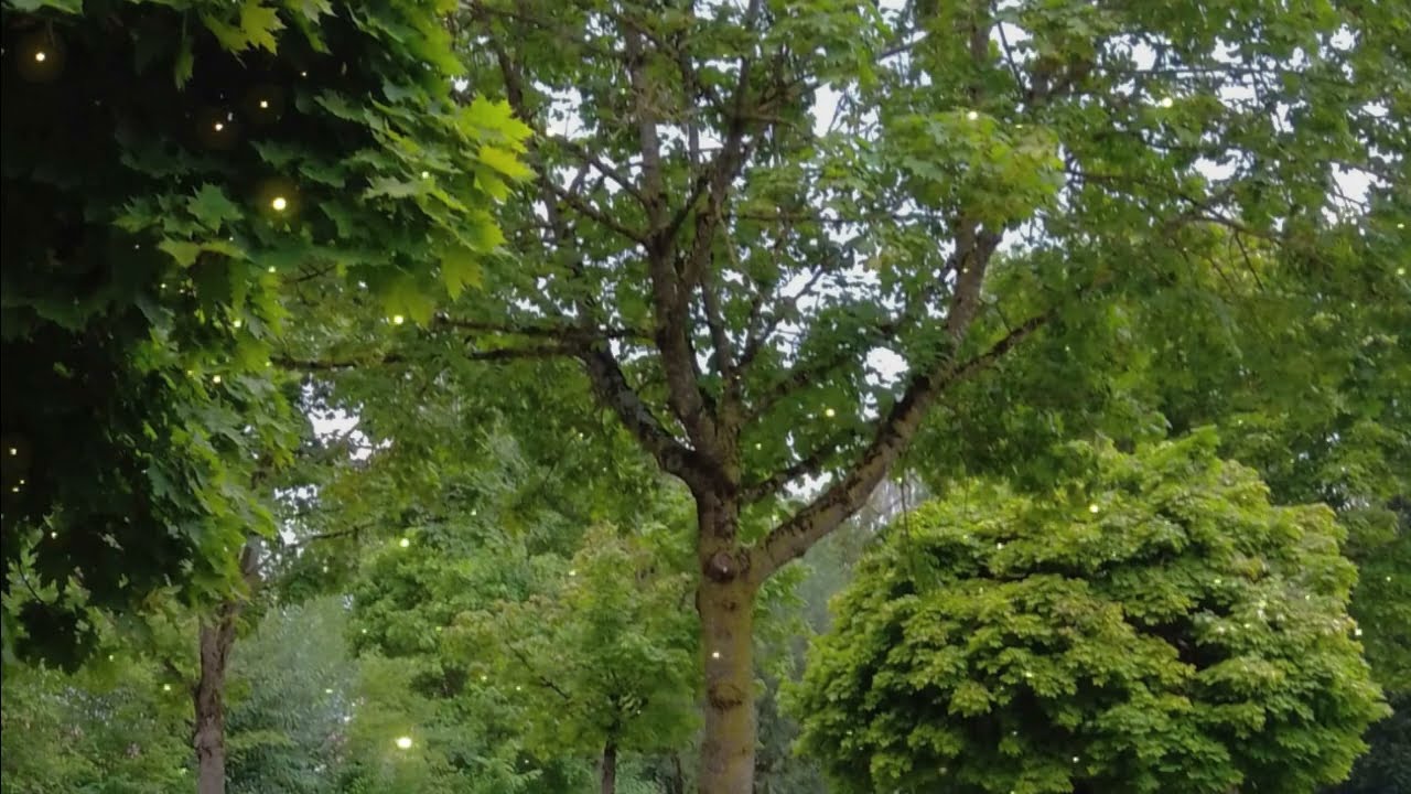 MAGICAL GREEN FOREST ASMR Ambience 🌿 Relaxing Nature Sounds, Classical Tunes, Birdsong