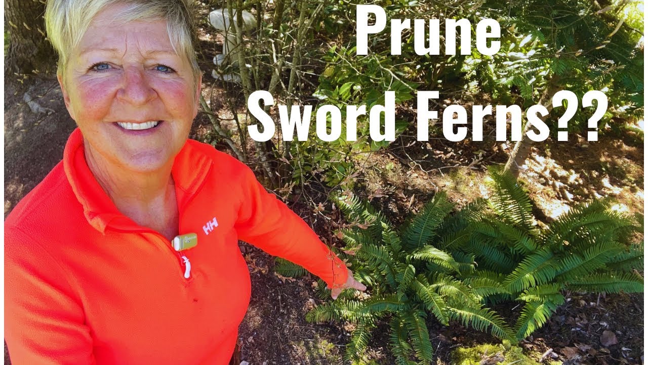 Do Sword Ferns Need Pruning?