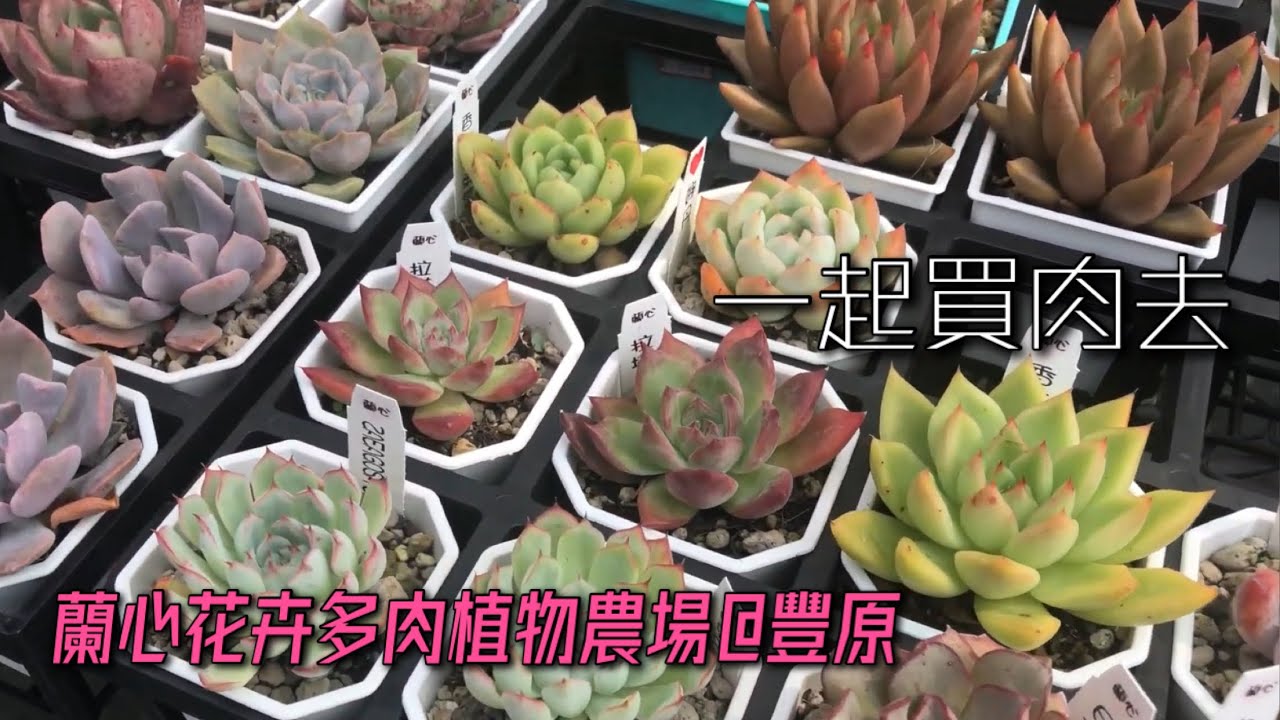 【威霖TV】一起買肉去 - 蘭心花卉多肉植物農場 多到拍不完…
