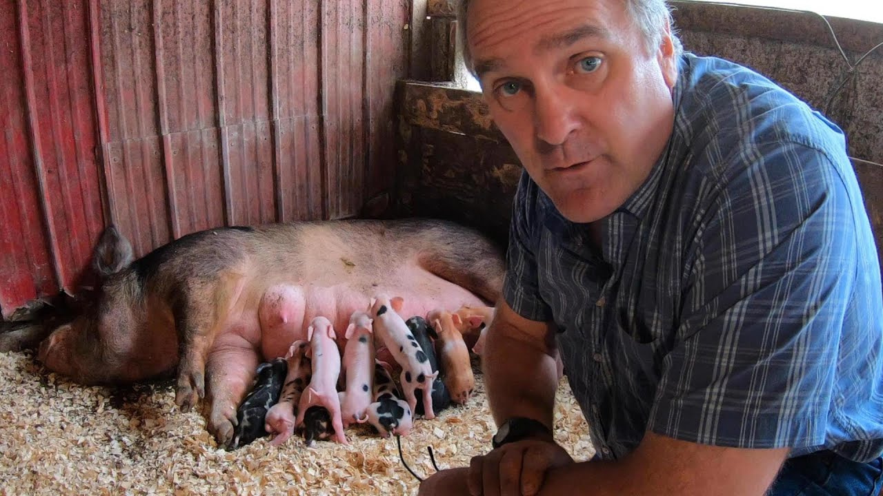 Brand New Piglets! Small Farm Sunday
