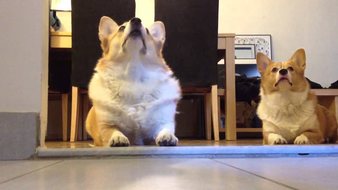 Good corgi, bad corgi