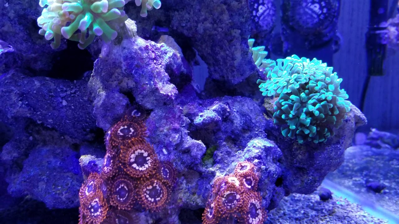 The Corals In My 10g Mixed Reef