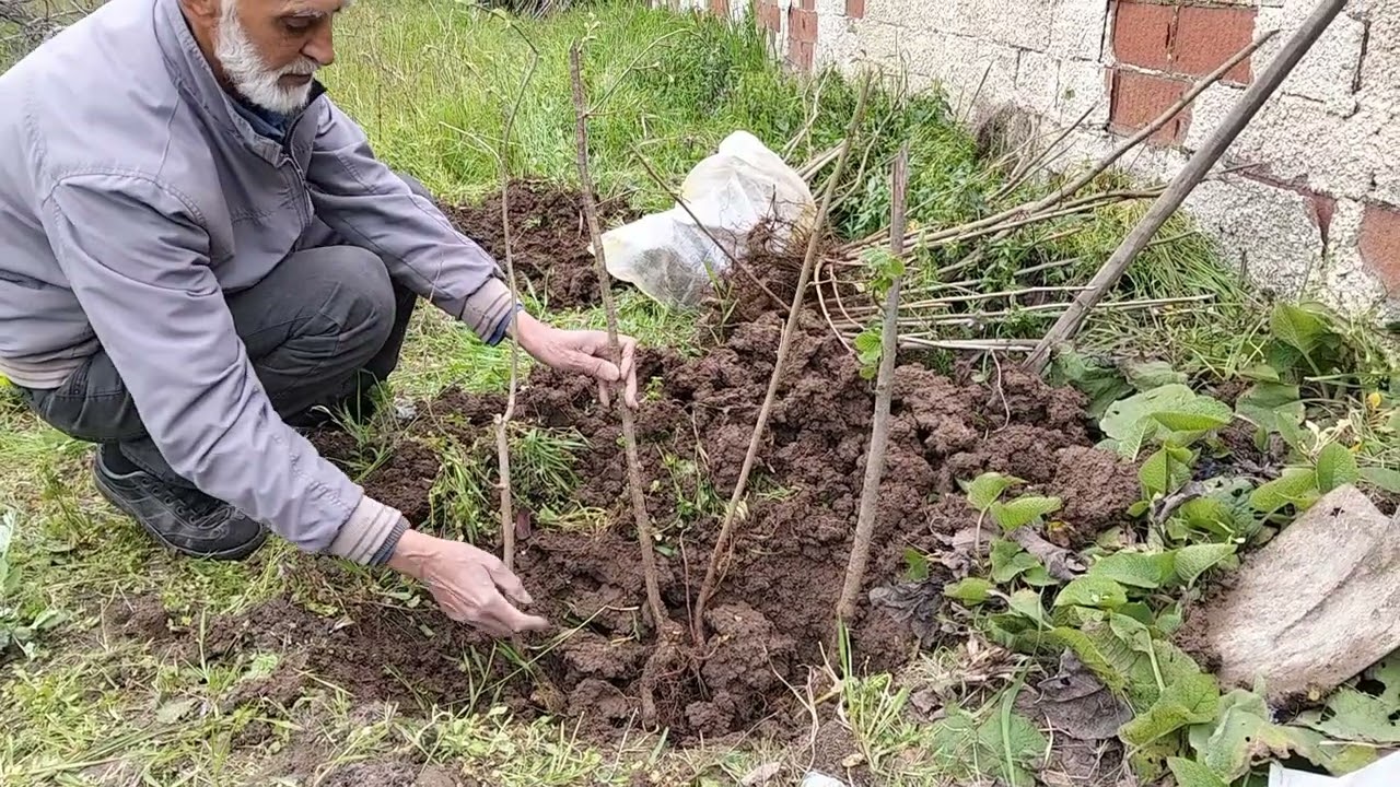 FINDIK FİDANI DİKİMİ