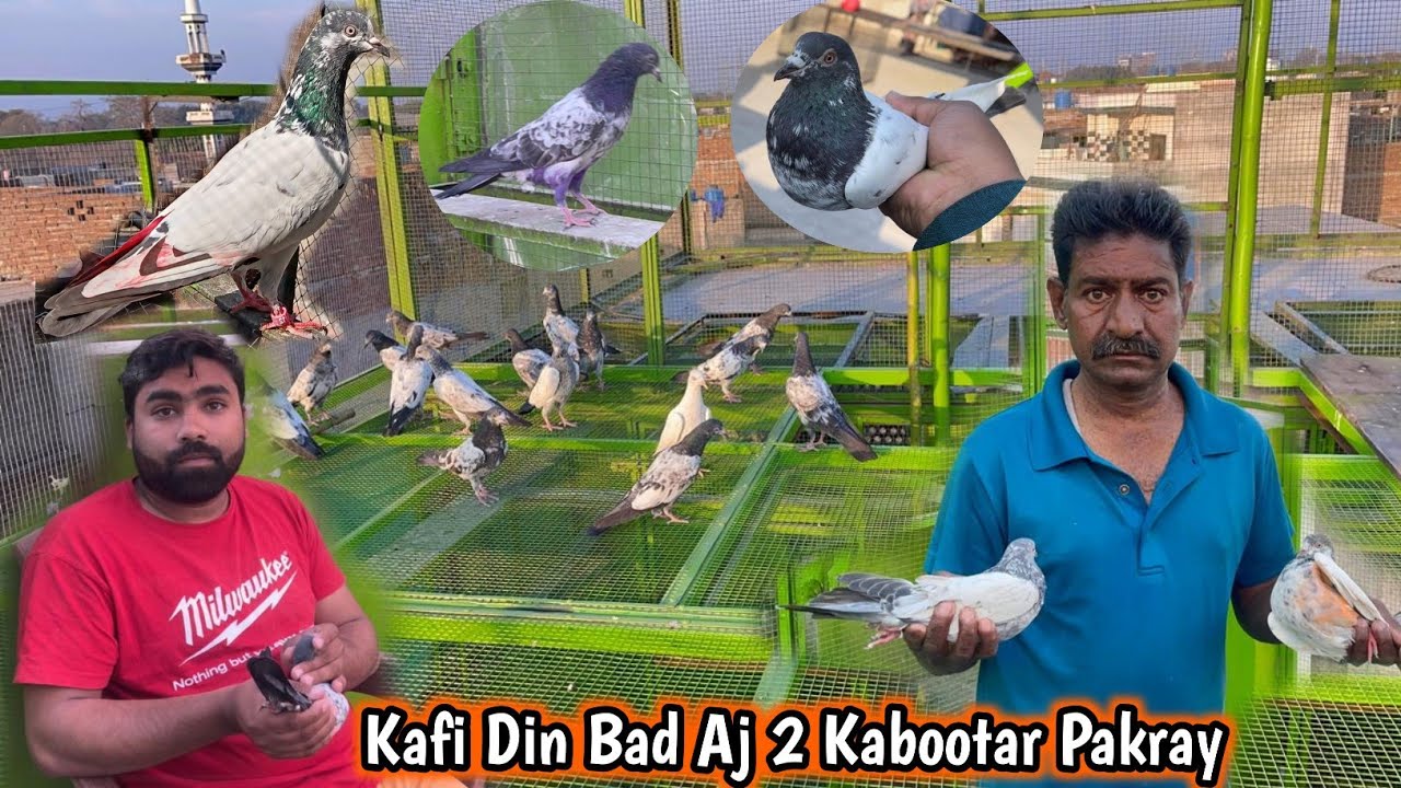 Kafi Din Bad Aj 2 Kabootar Pakray 🤗