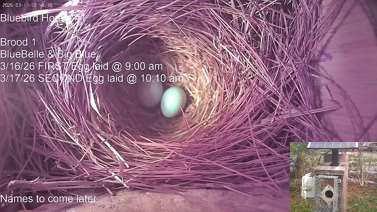 Bluebird House #1