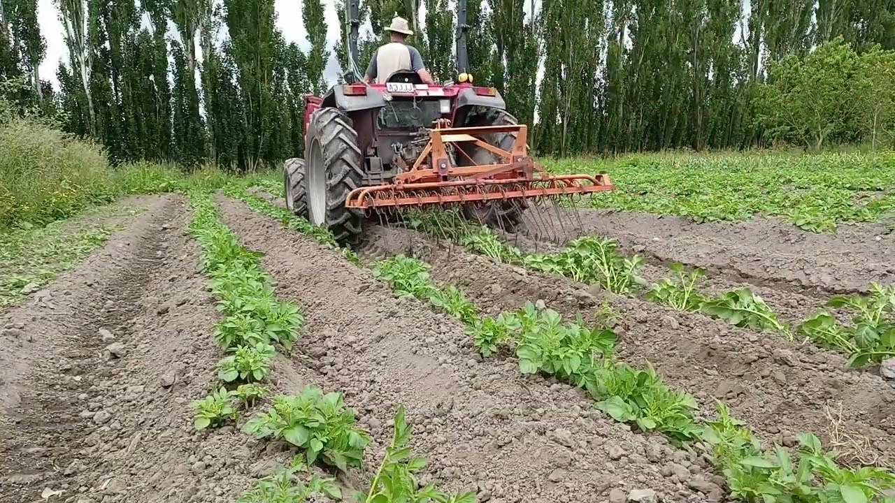Integrated pest management of tomato potato psyllid project -  Part 3 more weeding and mesh