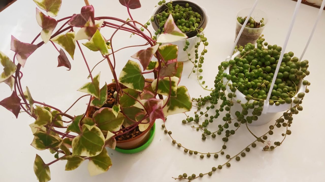 Комнатные растения в апреле 🌿/ Крестовники/ Такие разные и необычные!