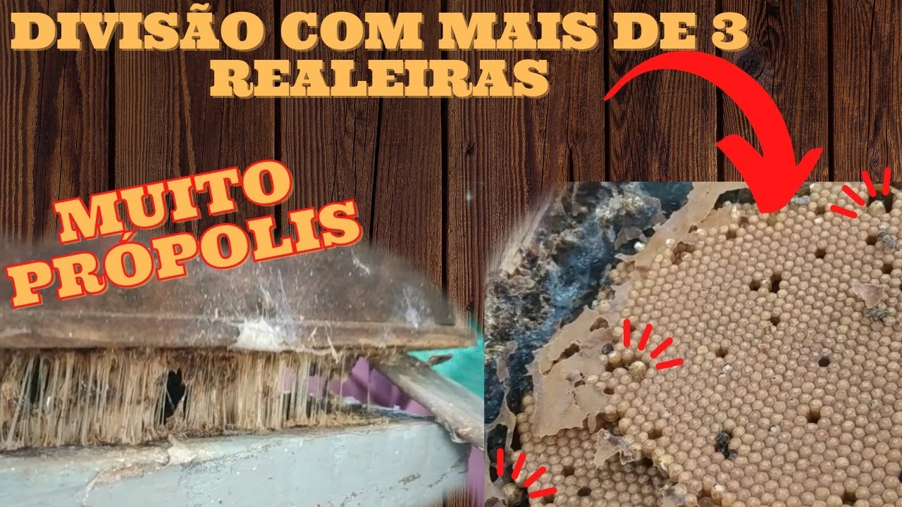 DIVISÃO DE ABELHA CANUDO NA CAIXA MODULAR - caixa de canudo com 5 módulos, tinha muito alimento.