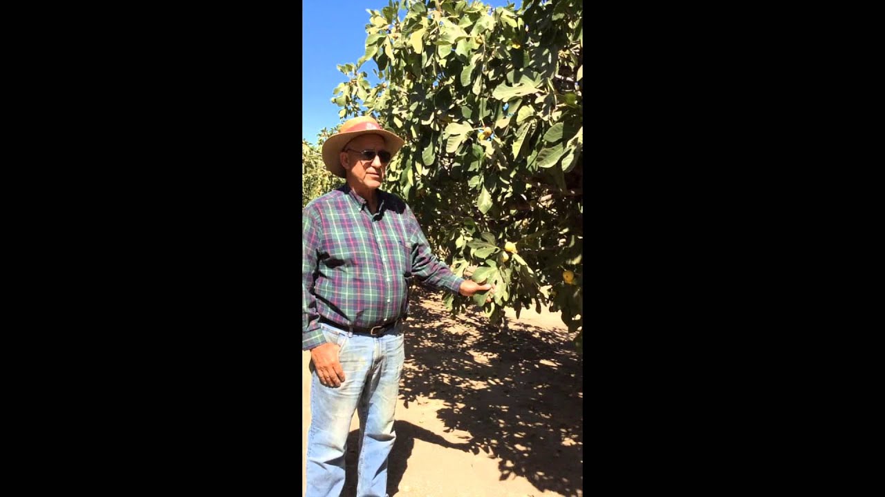 Welcome to the Fig Orchard: The Drought & Figs