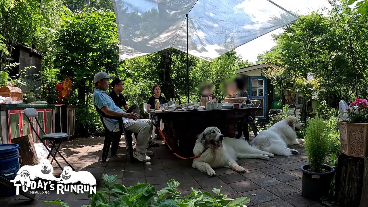 お客さんにたくさん遊んでもらったルンルンとアランとベルです　Great Pyrenees　グレートピレニーズ