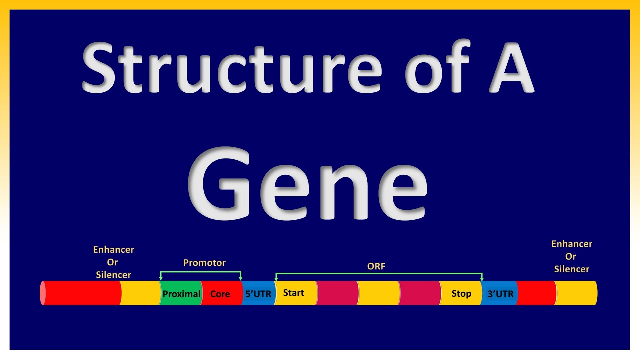 Structure of A Gene | Regulatory Elements | Coding Regions