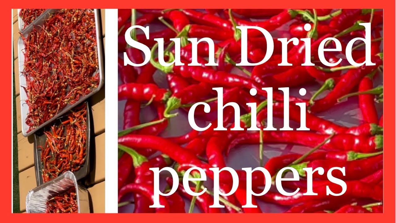 Effective way to use your garden produce - Sun drying chilli peppers.
