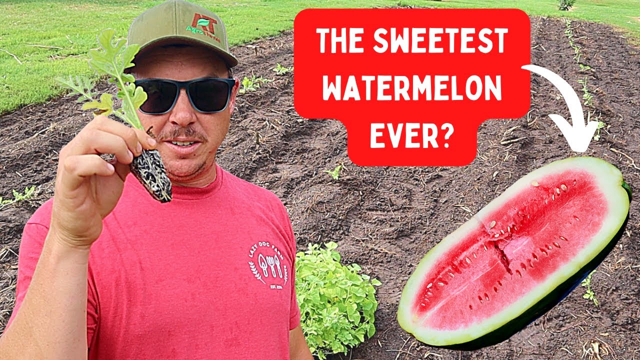We Planted 170 Year Old Watermelons!