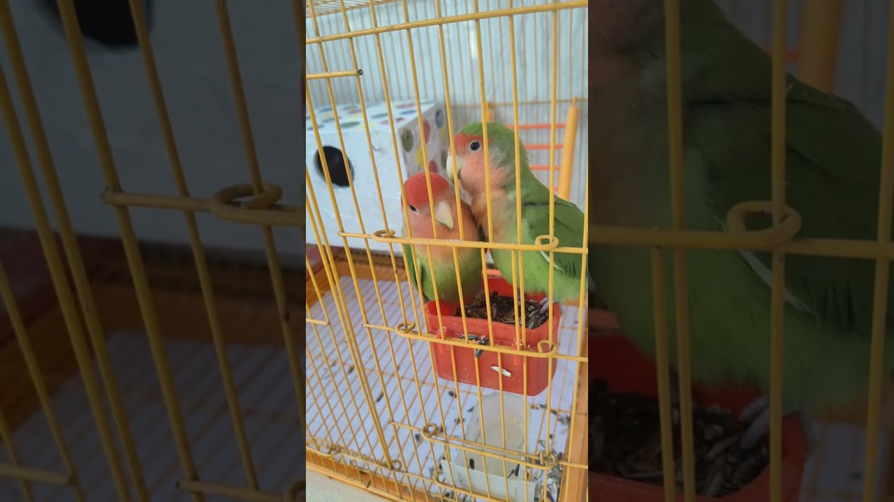 African Love Birds🐥 is live