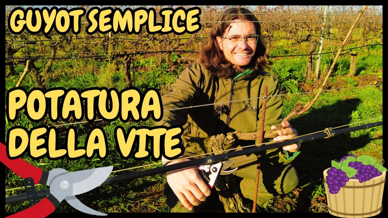 Potatura Vite: METODO GUYOT SEMPLICE | Guida pratica su come potare la vite