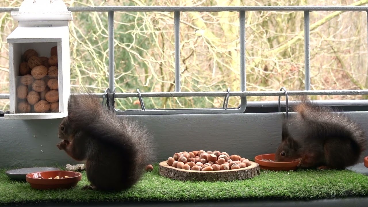 Meine Balkonhörnchen - friedliches miteinander