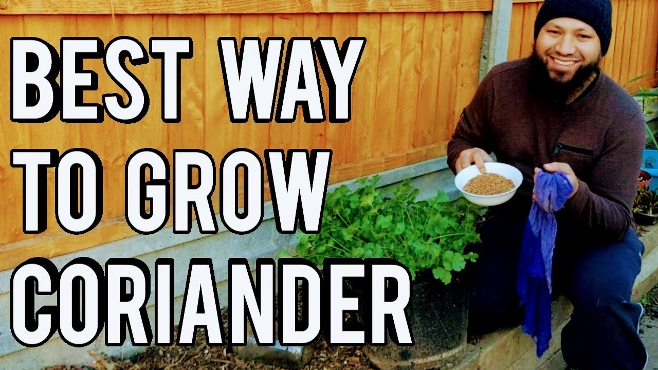 Как лучше всего выращивать кориандр (кинзу)? Как вырастить кориандр: от начала до конца