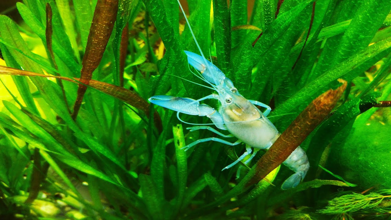 Фильтр для аквариума тонкой очистки Filter for fine cleaning aquarium