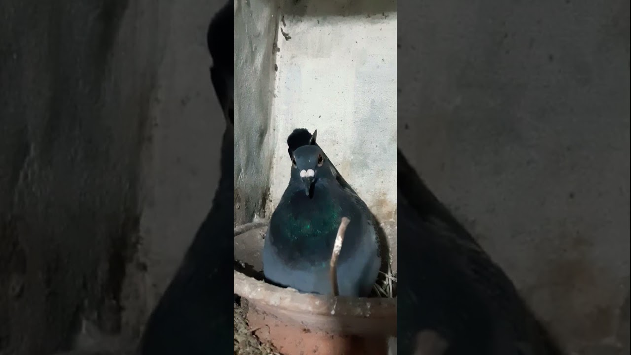 Racer pigeon beautiful Netherland #pigeon #catchingpigeon #pigeonbreed #racerpigeon