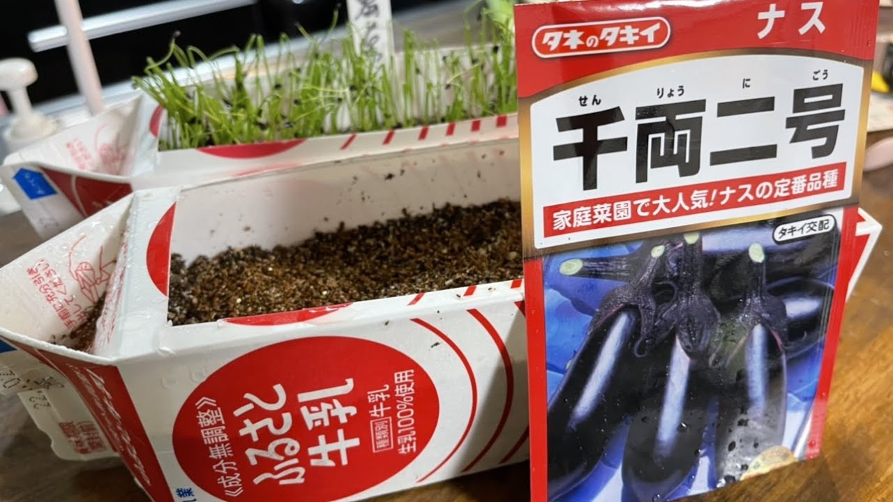 【なす栽培】牛乳パックで苗を育てる【ナス種まき】千両二号